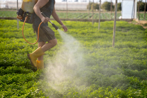 Wasp Removal Services in Tyrone, GA