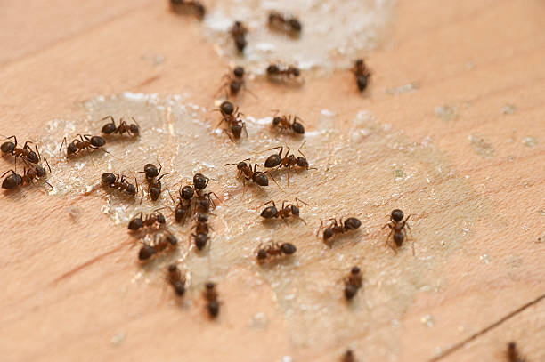 Best Termite Control Services  in Tyrone, GA
