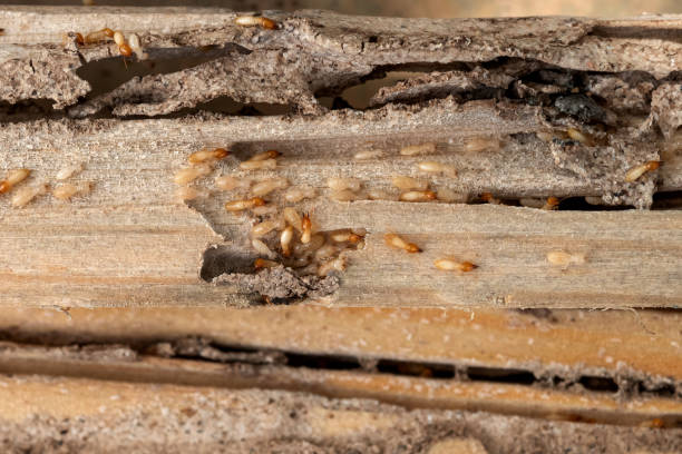 Best Bed Bug Extermination  in Tyrone, GA